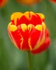 Tulipes Banja Luka bulbes de fleurs 50 pièces. Voir les images du produit 9