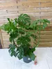 [Palmenlager] XXL Monstera deliciosa - Fensterblatt - Produktbild-Vorschau 3