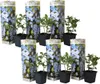 Six potted plants with decorative sleeves are arranged in two rows. Produktbild-Vorschau