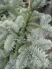 Zwerg-Blautanne Obrighofen - Abies procera Obrighofen Produktbild-Vorschau 2