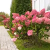 GreenboutiQ - Rispenhortensie - Hydrangea panniculata Produktbild-Vorschau 6
