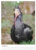 Der Waldrapp - Der etwas andere Vogel (Wandkalender 2027 Produktbild-Vorschau 4