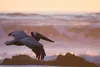 A pelican flying over the ocean at sunset. Produktbild-Vorschau