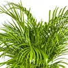 Goldfruchtpalme - Dypsis Areca Lutescens inkl. Naturkorb - Produktbild-Vorschau 2
