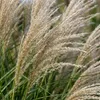 6 Ziergras Miscanthus sinensis, mehrjährig, winterhart, Produktbild-Vorschau 4