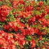 2 x  Mela ornamentale  - Chaenomeles superba 'Fire Dance'  Anteprima dell’immagine prodotto 2