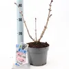 Sambucus nigra Black Tower ('Eiffel 1'PBR) - Holunder | Produktbild-Vorschau 2