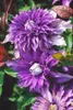 Clematis Hybride 'Multi Blue', Clematis, blau, 80–100 cm Produktbild-Vorschau 6