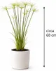 Erba di Cipro (Cyperus haspan), circa 60 cm – Papiro nano, Anteprima dell’immagine prodotto 4