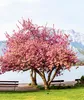 Prunus serrulata 'Kanzan', Japanse sierkers, hoogte 100 cm, Productafbeelding-voorbeeld 4
