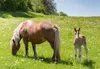 3 D Ansichtskarte Haflinger, Postkarte Wackelkarte Produktbild-Vorschau 1