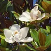GreenboutiQ - Gartenpflanze - Magnolia grandiflora - Blüte Produktbild-Vorschau 4