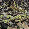 2 x Saule - Salix repens | 50-60 cm en conteneur Voir les images du produit 2