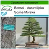 SAFLAX - Bonsai - Sosna Morska - 200 Nasiona - Z podłożem Podgląd zdjęcia produktu 6