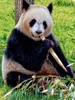 CALVENDO Puzzle Panda | 1000 Teile Lege-Größe 64x48cm Produktbild-Vorschau 3