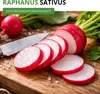 Radieschen Riesenbutter Samen - Raphanus sativus - Produktbild-Vorschau 2