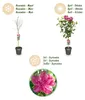 Green boutiQ - Arbre à tige - Hibiscus syriacus Magenta Voir les images du produit 4