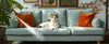 A cat sits on a teal sofa while a steam cleaner sprays it. Náhled obrázku produktu