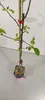 A small potted tree, likely an apple tree, is shown standing upright against a white background. The tree is supported by a wooden stake and tied with red tape. The pot is square and appears to be made of plastic, with visible roots and soil. A faint pink  Voir les images du produit