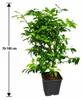 Rangpur Limette, Lima Rossa, 70–100 cm. *Citrus limonia*. Productafbeelding-voorbeeld 5