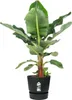 elho® Greenville Pflanzgefäß Living Black Schwarz Ø 30 cm - Produktbild-Vorschau 14