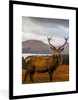 MuchoWow® Gerahmtes Poster Hirsche - Berge - Wasser - Produktbild-Vorschau 1