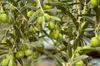 Theoni Koroneiki Olivenöl 5L extra nativ kaltgepresst aus Produktbild-Vorschau 4