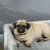Tlapky Tlapky Cuddly pes pohovka pes polštář polštář 30 kg Náhled obrázku produktu 13