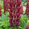 Bloomique - Lot de 6 - Lupinus Gallery Red - Lupin - Voir les images du produit 4