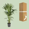 Kentiapalme Howea Forsteriana Zimmerpflanze Ø21cm 120cm Produktbild-Vorschau 3