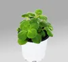 Coleus canin - Verpiss-Dich - Pflanze - 3 Pflanzen Produktbild-Vorschau 2