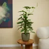 Bloomique - 2er-Set - Monstera Adansonii mit Moosstab - Produktbild-Vorschau 3
