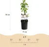 Klimroos - Rosa New Dawn - Bloem Licht roze - Weinig Productafbeelding-voorbeeld 3