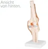 Anatomie Skelett Modell Kniegelenk Lehrmodelle Lebensgroß Produktbild-Vorschau 4