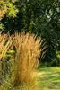 Trawa ozdobna "Karl Foerster" (Calamagrostis x acutiflora), Podgląd zdjęcia produktu 14