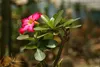 SAFLAX Set regalo - Rosa del deserto - 8 semi - Adenium Anteprima dell’immagine prodotto 4
