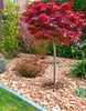 Roter Fächerahorn Acer Palmatum Shaina Hochstamm 60 - 80 cm Produktbild-Vorschau 1