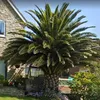 Semená Phoenix Canariensis - balenie 10 ks - Semená palmy - Náhľad obrázku produktu 5