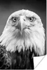 MuchoWow® Poster Adler - Raubvogel - Schwarz - Weiß - Tiere Produktbild-Vorschau 1