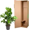 Jablon balsamowa - roslina doniczkowa, srednica 24cm, Podgląd zdjęcia produktu 4