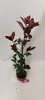 A potted Photinia Fraseri 'Red Robin' plant with dark red and green leaves against a plain white background. Náhled obrázku produktu