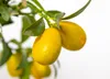 Bloomique - 2er-Set - Citrus Kumquat - Zwergorange - Produktbild-Vorschau 2