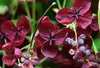 Akebia quinata - Schokoladenwein 50-60 cm | Topf Produktbild-Vorschau 1