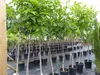 echter Walnussbaum Juglans regia 180 cm Obstbaum winterhart Produktbild-Vorschau 5