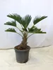[Palmenlager] Trachycarpus wagnerianus - 60/80 cm - Stamm Produktbild-Vorschau 1