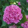 Hortensie - 6 Stk - Hydrangea macrophylla - Höhe 25-40cm - Produktbild-Vorschau 4