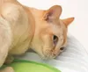 Katzenspielzeug Catit Senses 2.0 Wellness Center Produktbild-Vorschau 4