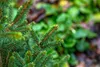 Picea abies 'Will's Zwerg', Fichte, kompakt, 50–60 cm Produktbild-Vorschau 4