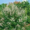 Vitex agnus-castus, Mönchspfeffer, 40–60 cm Produktbild-Vorschau 2