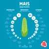 10 kg Mais für Popcorn 2er- Pack 5 kg Popcorn-Mais Produktbild-Vorschau 3